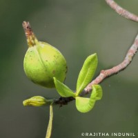 Gardenia fosbergii Tirveng.